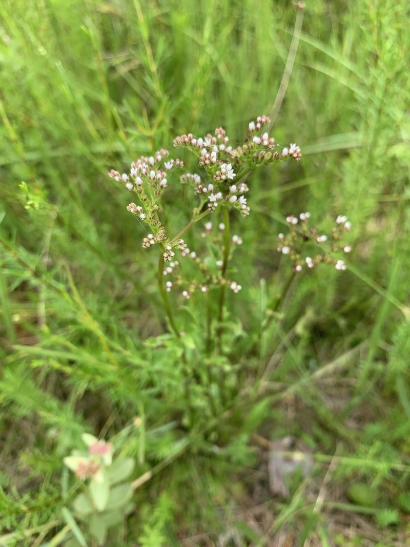 Swamp Hornpod photo 3