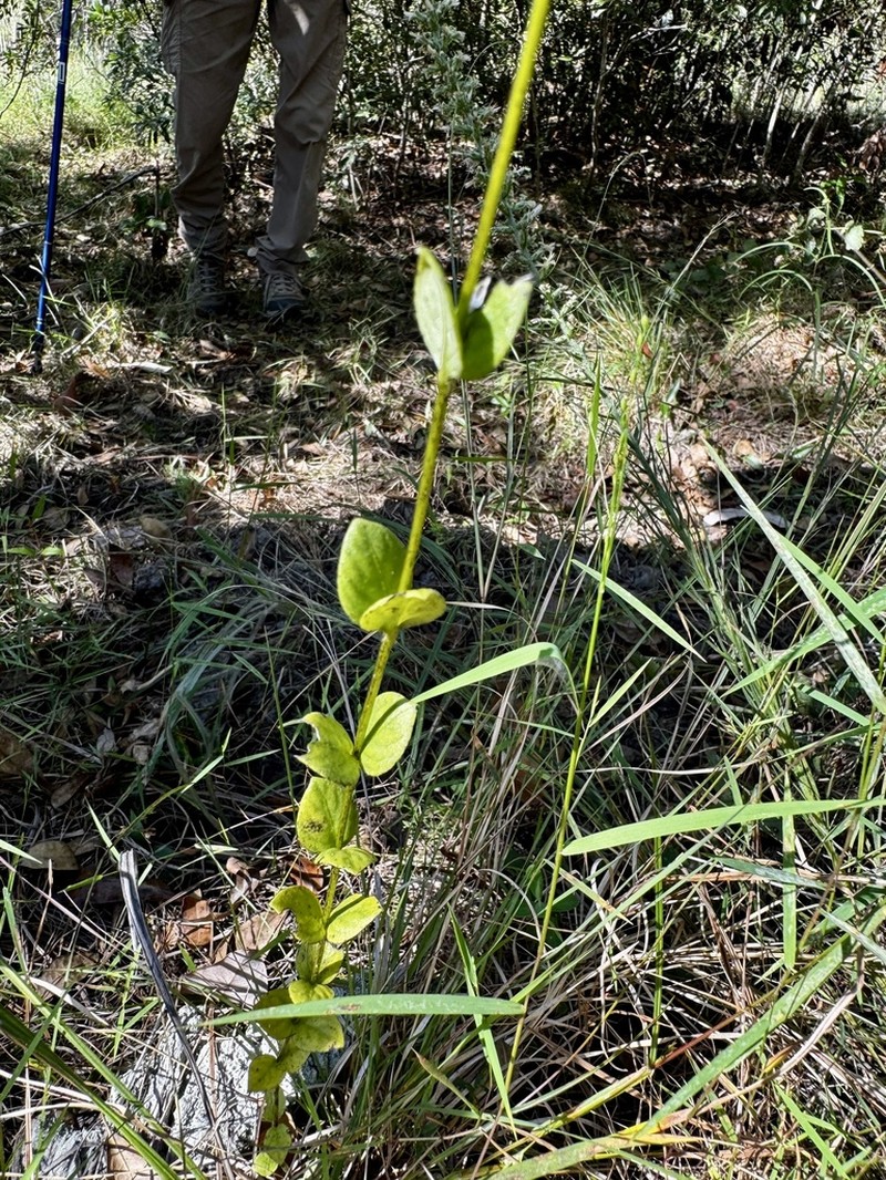 Swamp Hornpod photo 6