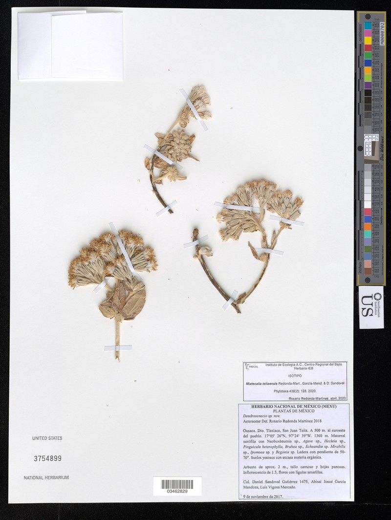 Mixtecalia teitaensis