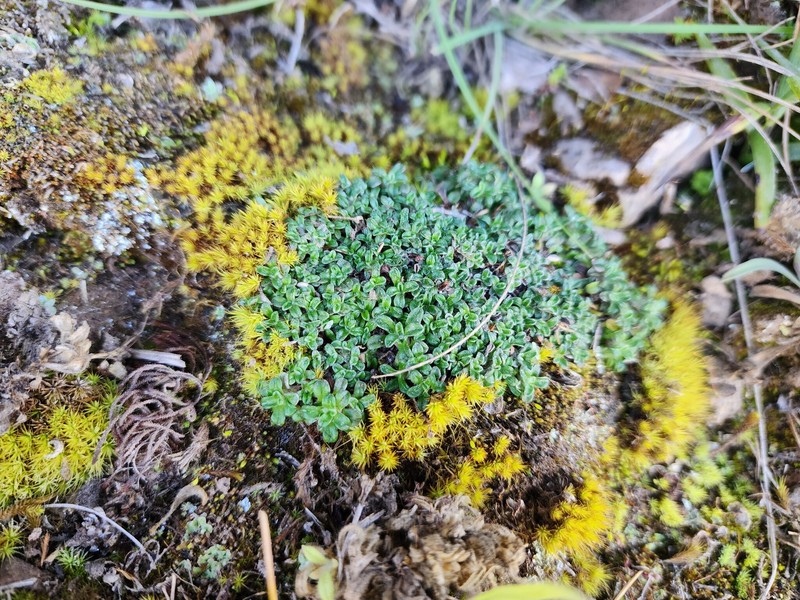 Mniodes argentea photo 2