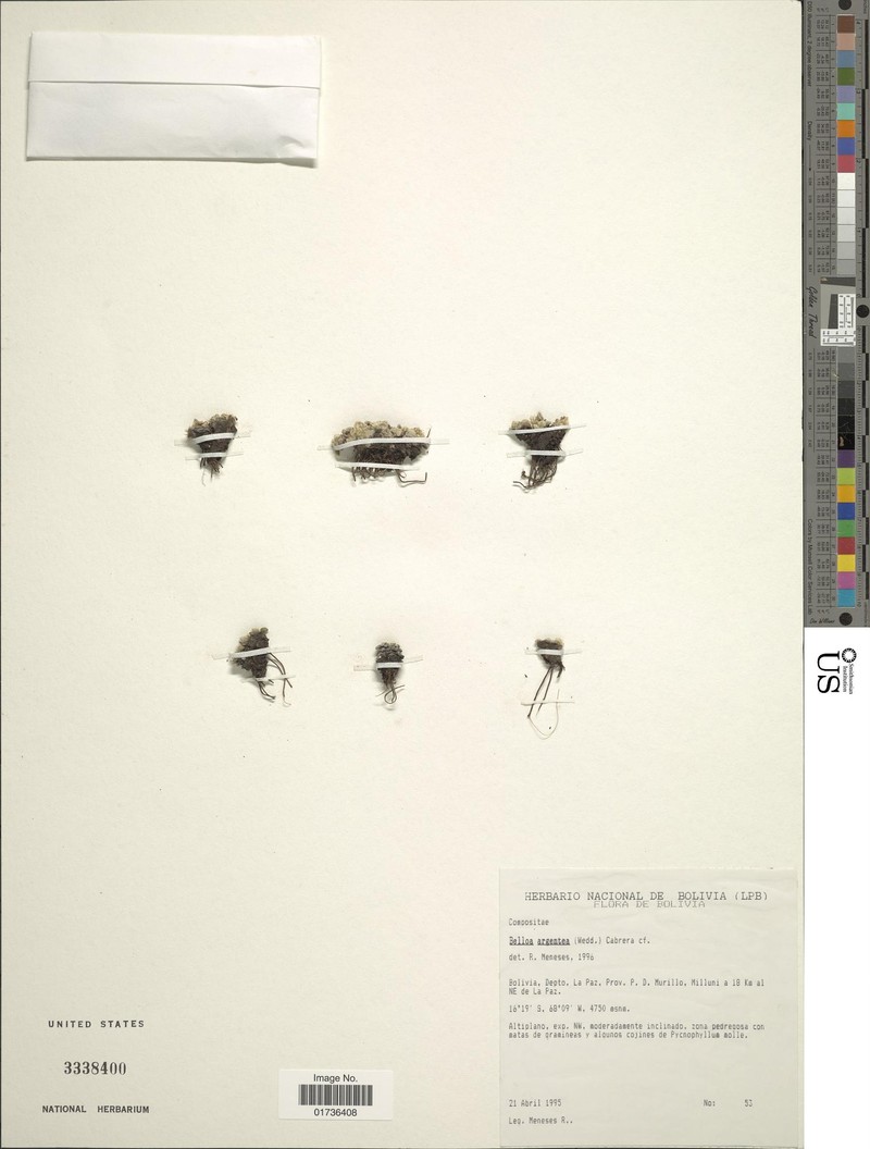 Mniodes argentea photo 3