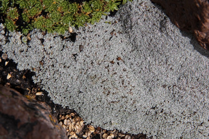 Mniodes caespititia