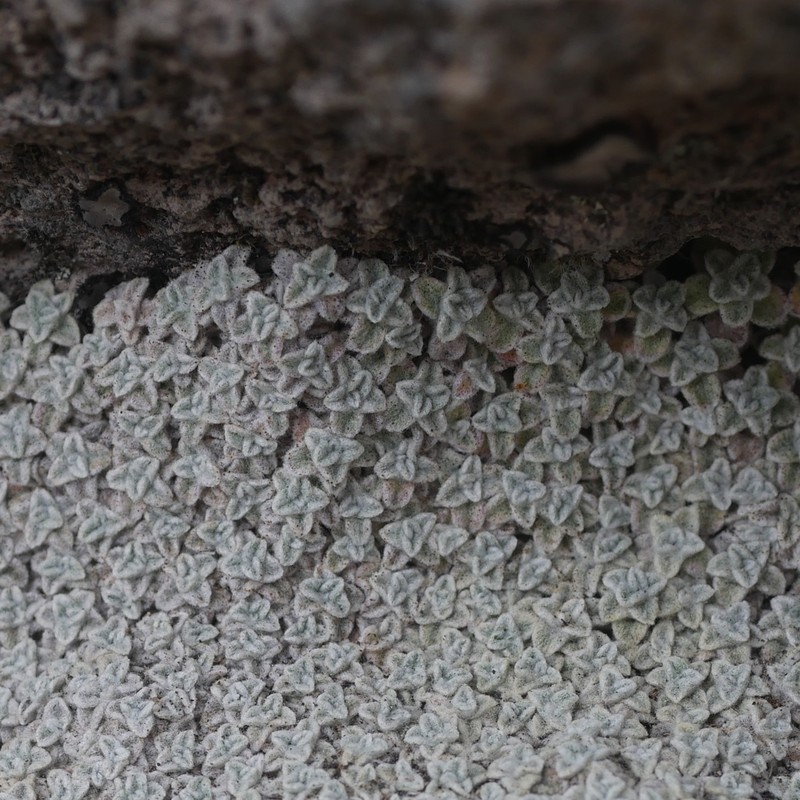 Mniodes caespititia photo 5