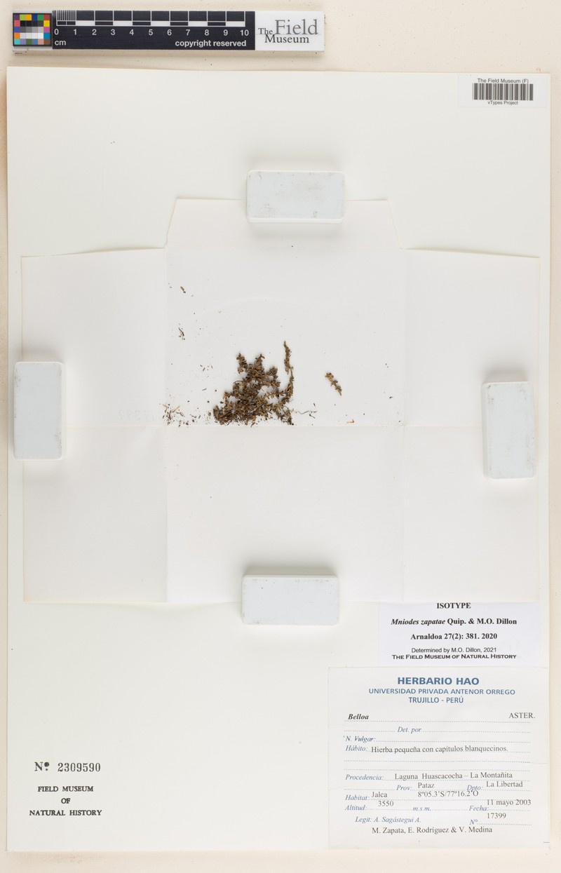 Mniodes zapatae