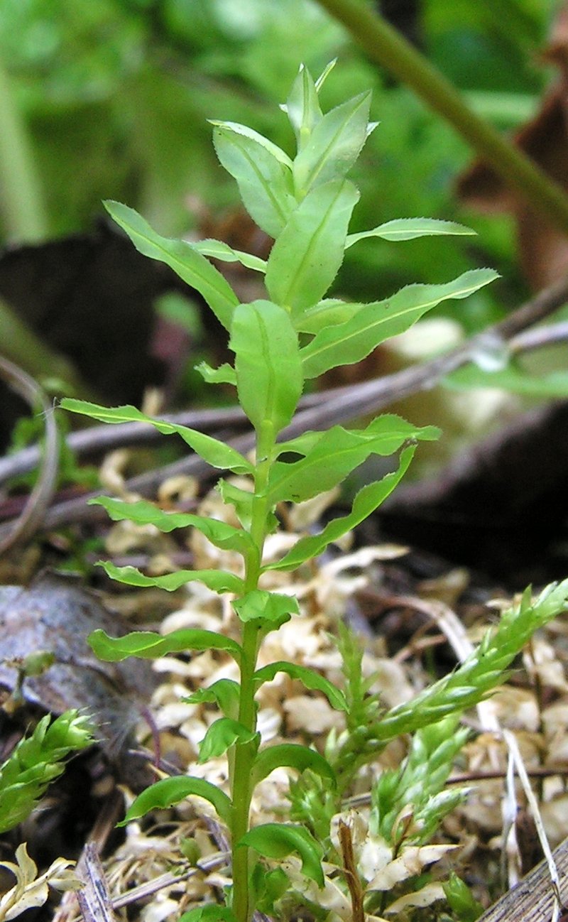 Ambiguous Calcareous Moss