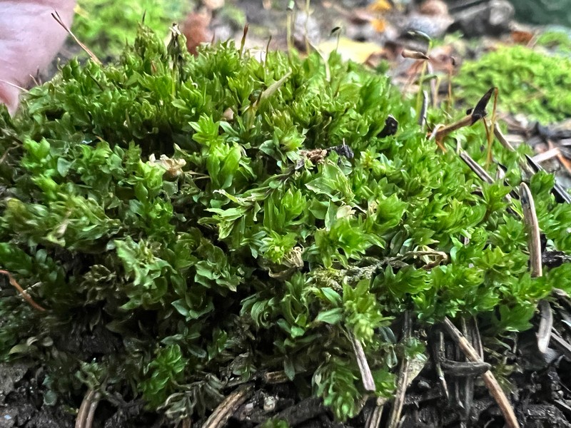 Arizona Calcareous Moss photo 2