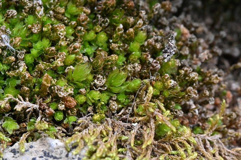 Arizona Calcareous Moss photo 3
