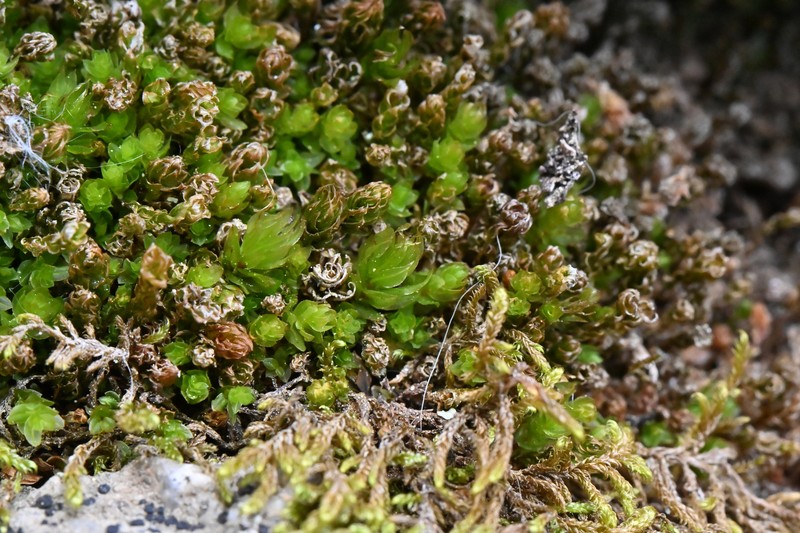 Arizona Calcareous Moss photo 4