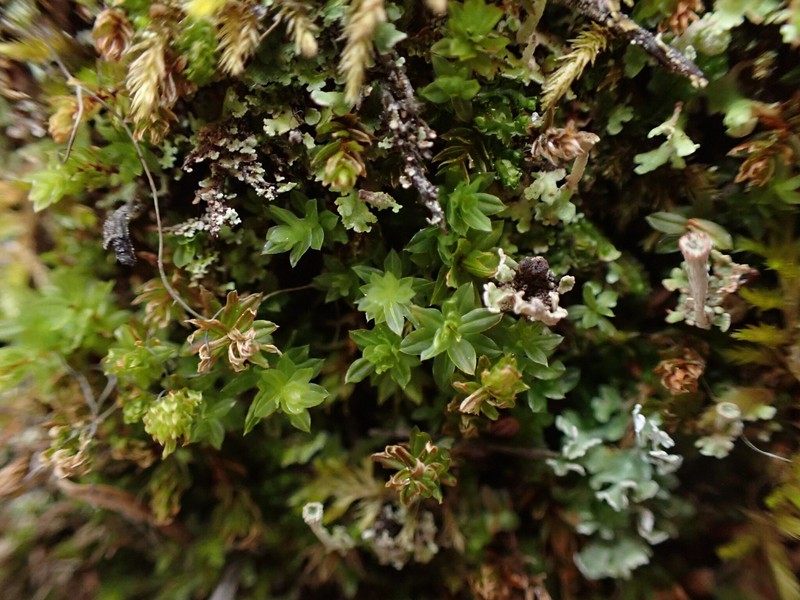 Arizona Calcareous Moss photo 6