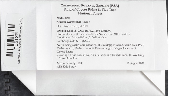 Arizona Calcareous Moss photo 8