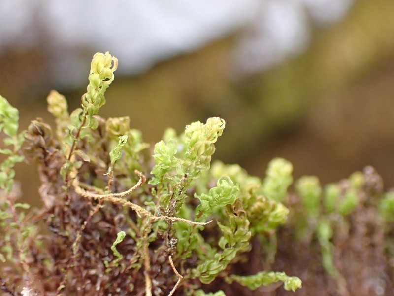 Blytt's Calcareous Moss