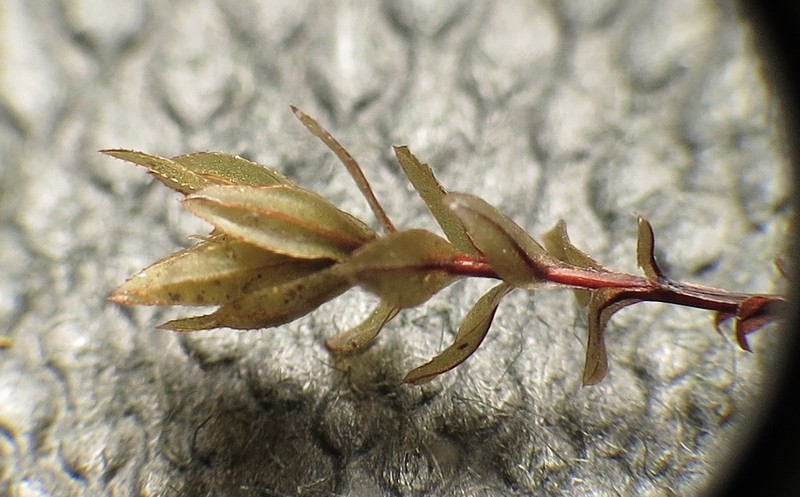 Blytt's Calcareous Moss photo 2