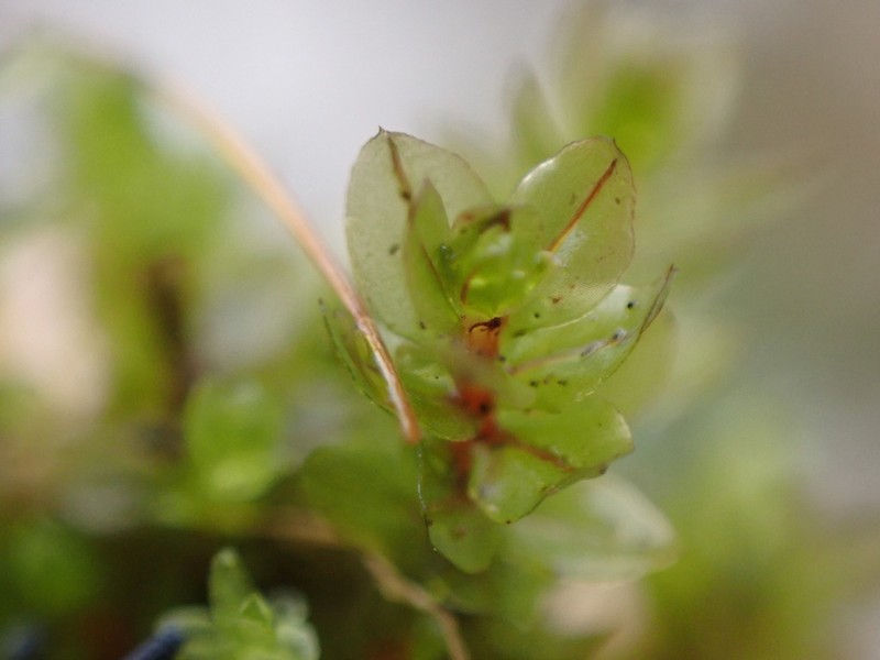 Blytt's Calcareous Moss photo 3
