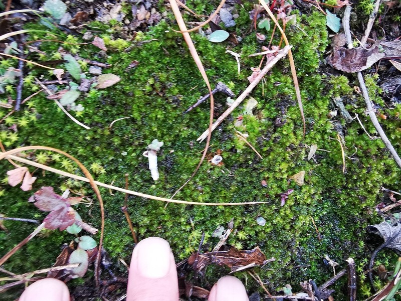 Blytt's Calcareous Moss photo 4