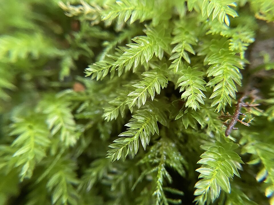 Horn Calcareous Moss
