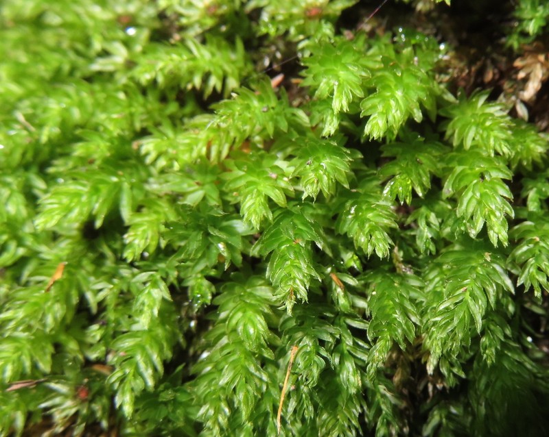 Horn Calcareous Moss photo 2