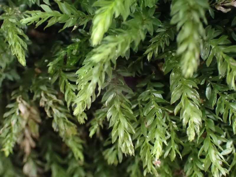 Horn Calcareous Moss photo 3