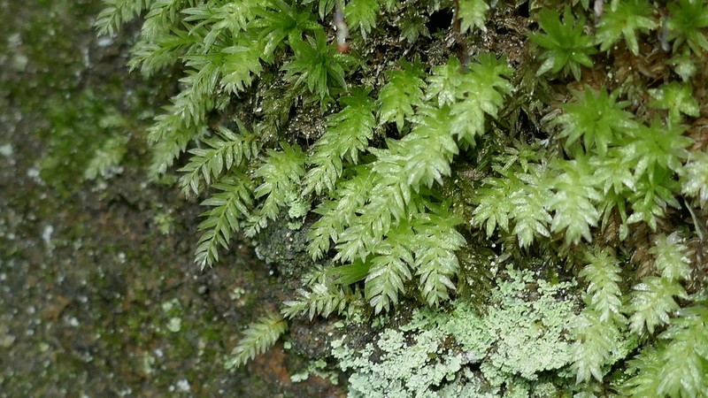 Horn Calcareous Moss photo 4