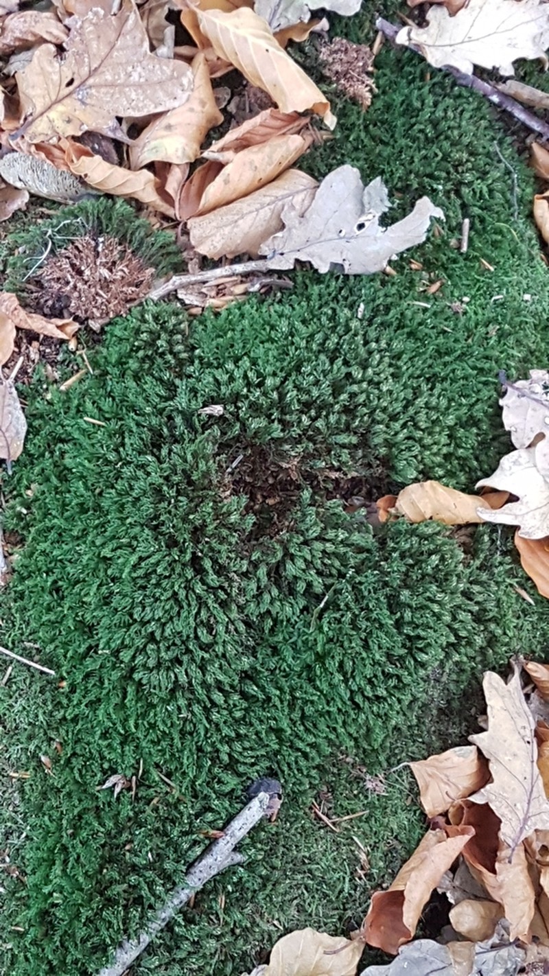 Horn Calcareous Moss photo 5