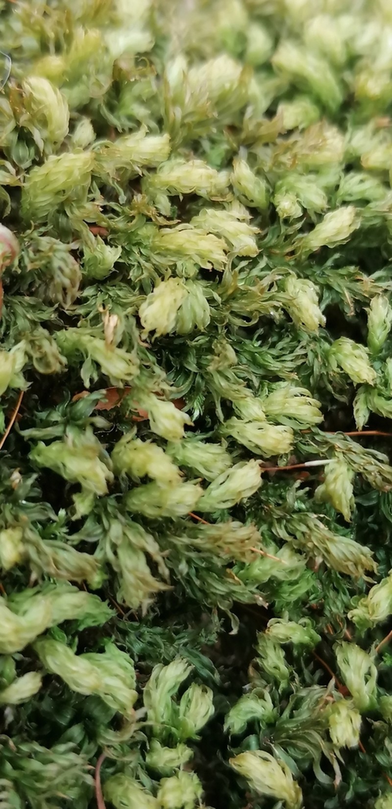 Horn Calcareous Moss photo 6