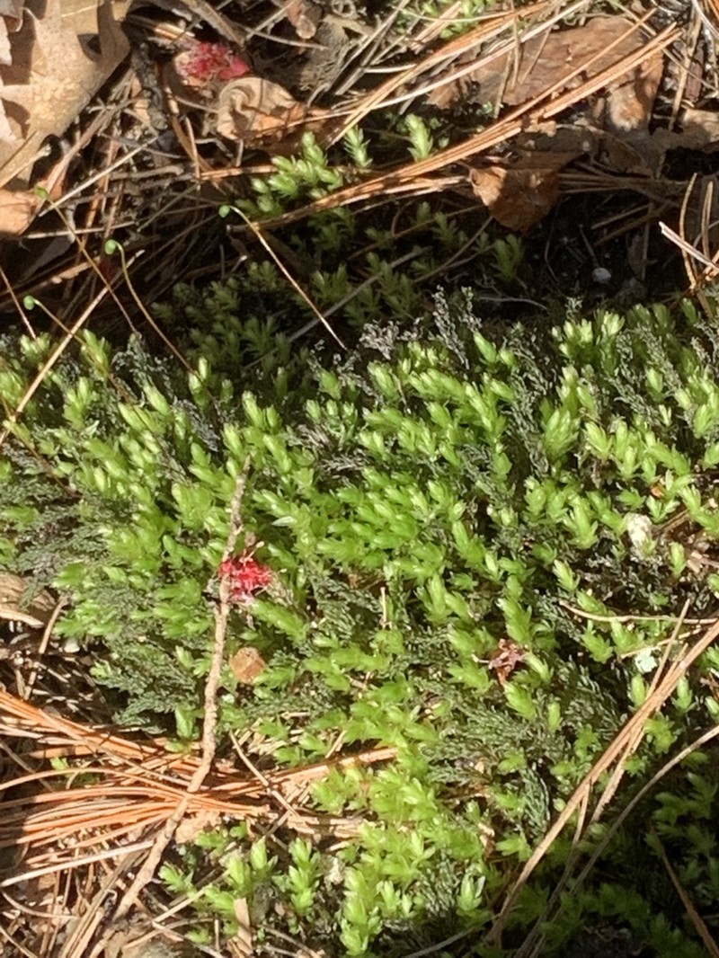 Horn Calcareous Moss photo 7