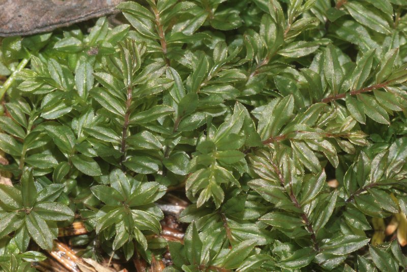 Olivegreen Calcareous Moss