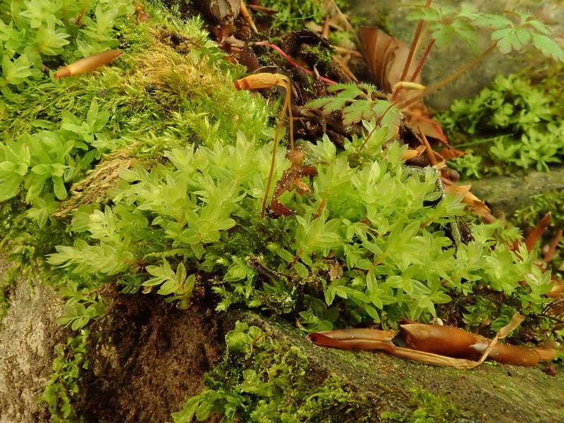 Olivegreen Calcareous Moss photo 4