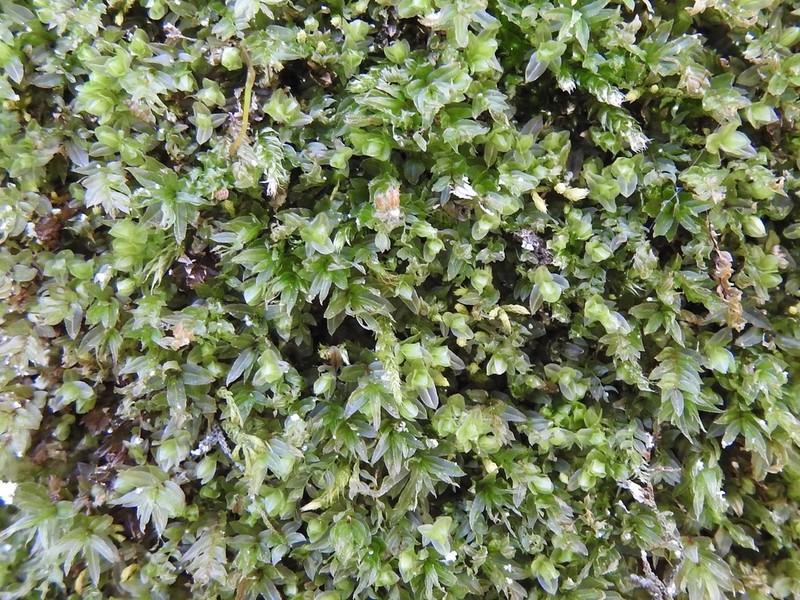 Olivegreen Calcareous Moss photo 6