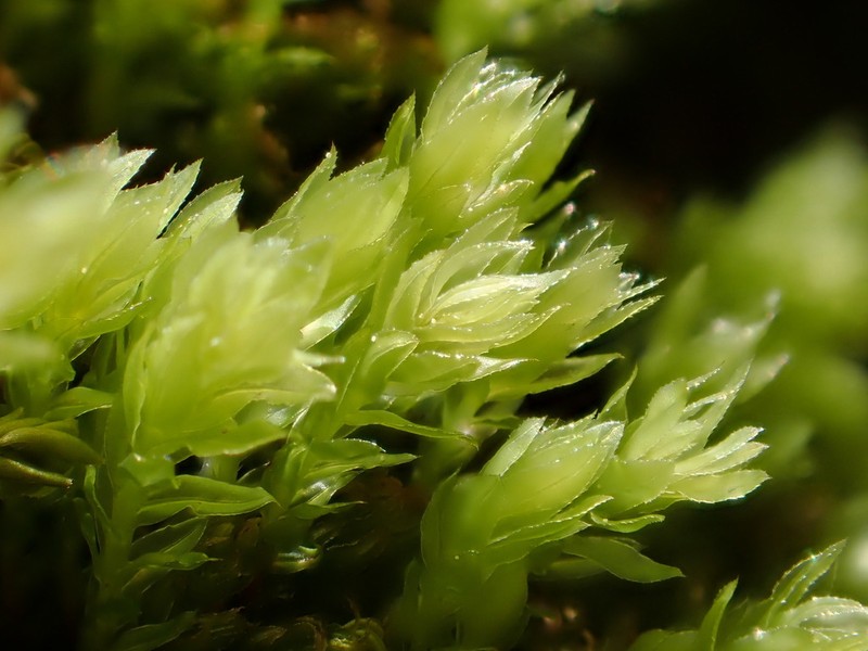 Olivegreen Calcareous Moss photo 7