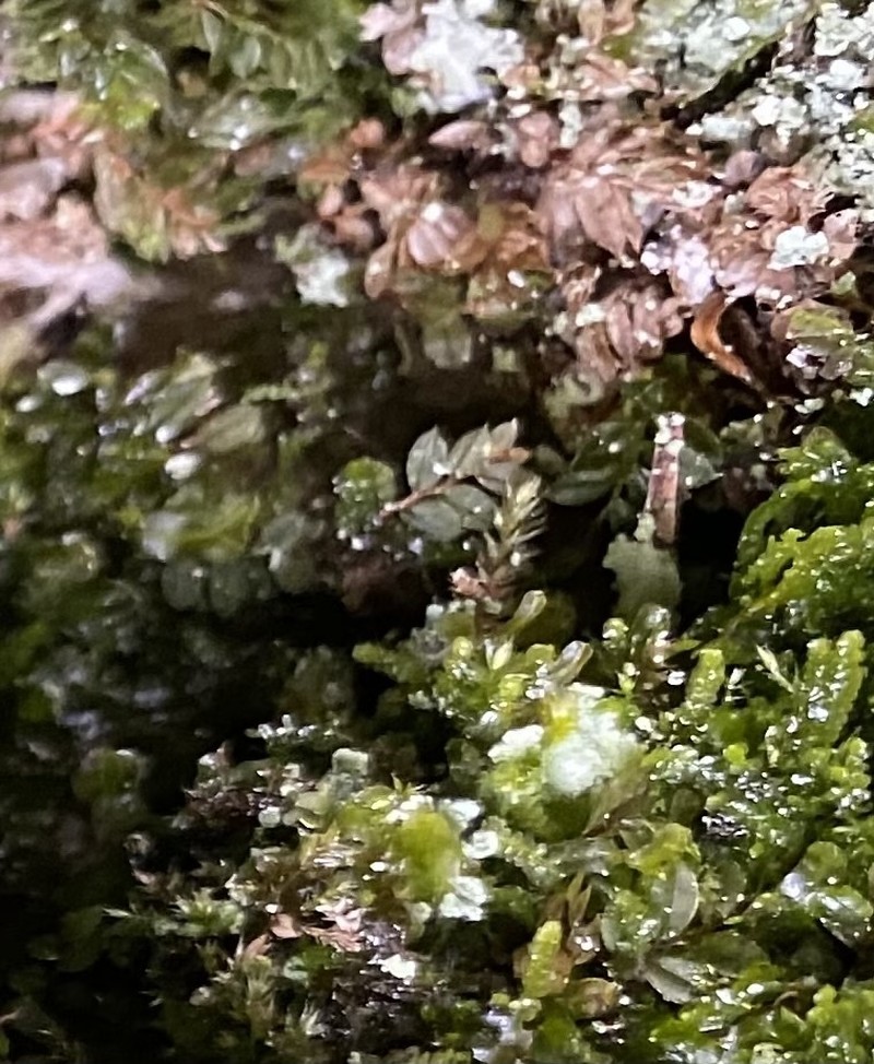 Olivegreen Calcareous Moss photo 8