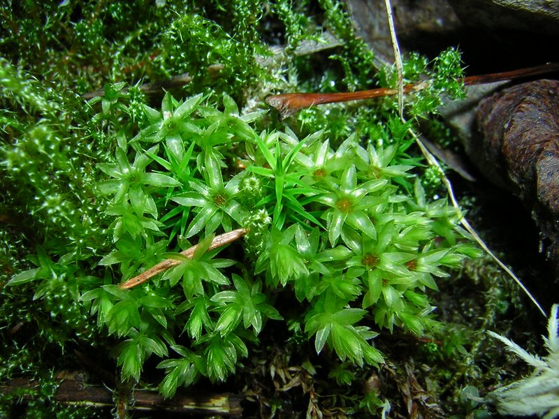 Spiny Calcareous Moss