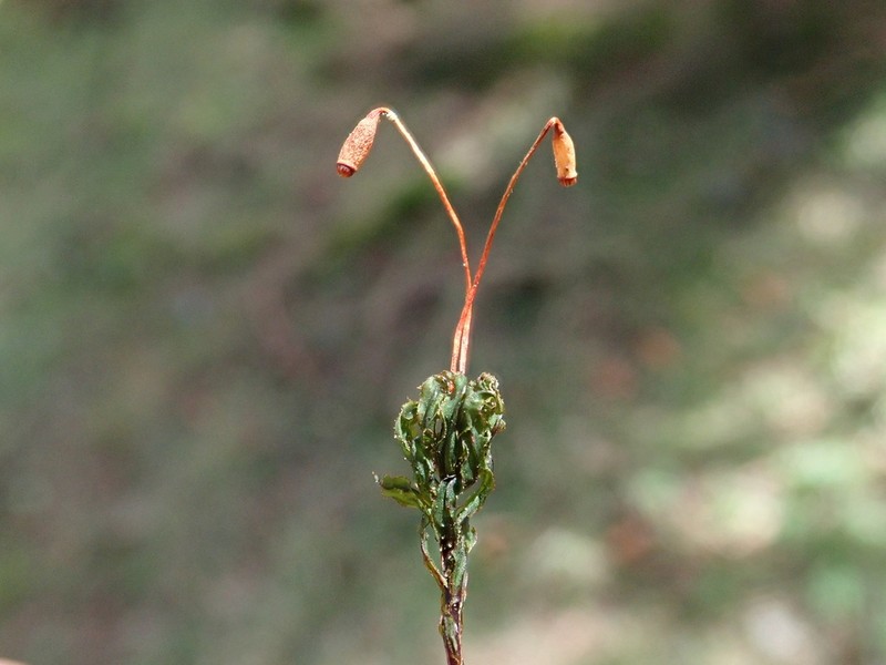 Spiny Calcareous Moss