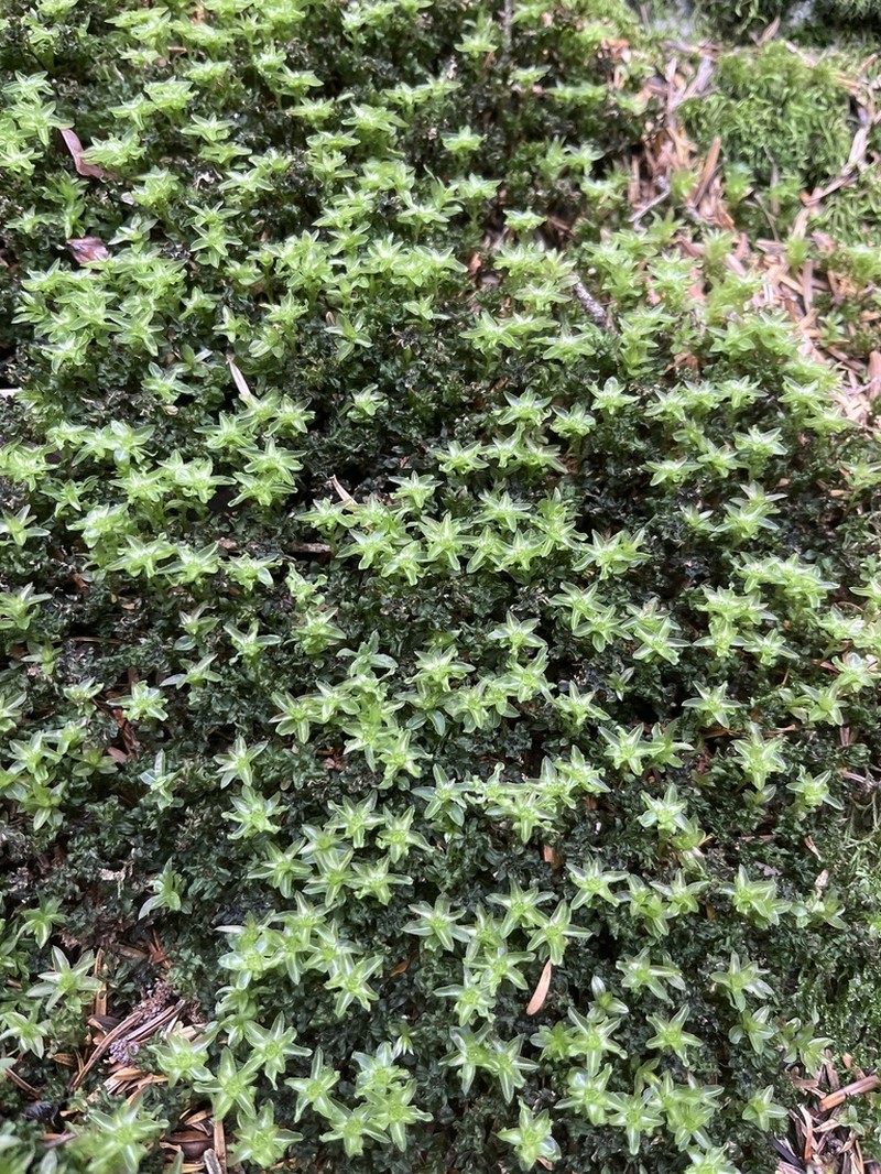 Spiny Calcareous Moss photo 2