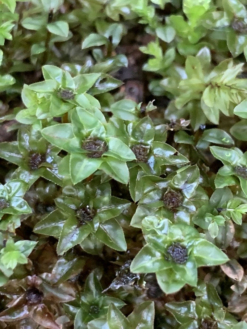 Spiny Calcareous Moss photo 3