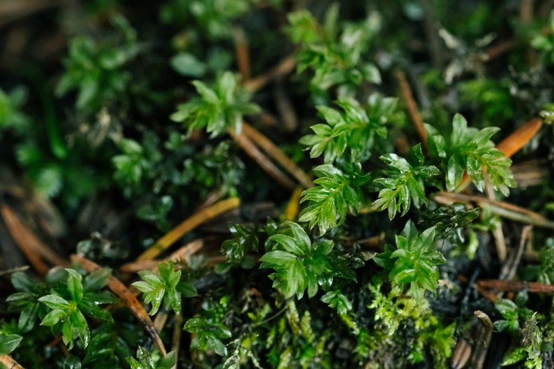 Spiny Calcareous Moss photo 4