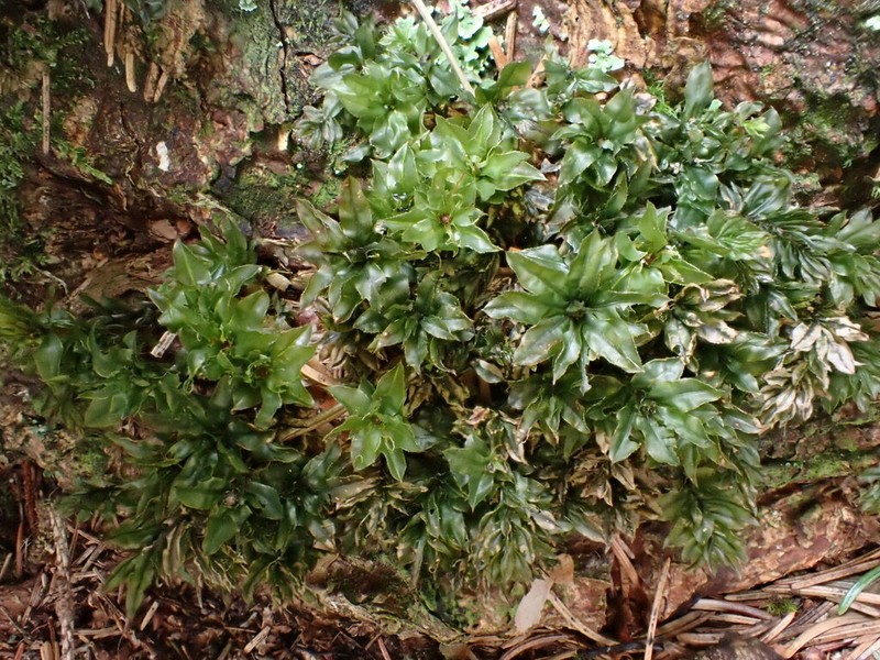 Spiny Calcareous Moss photo 5
