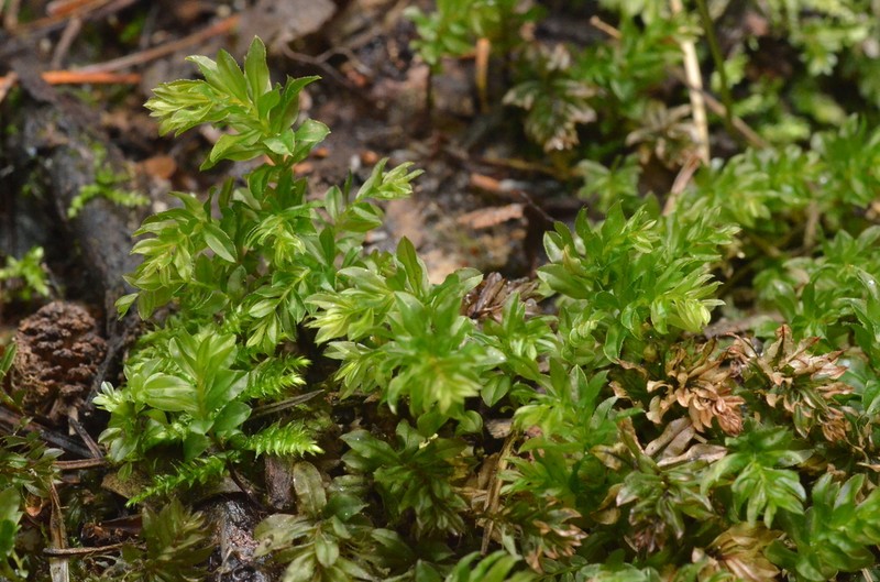 Spiny Calcareous Moss photo 6