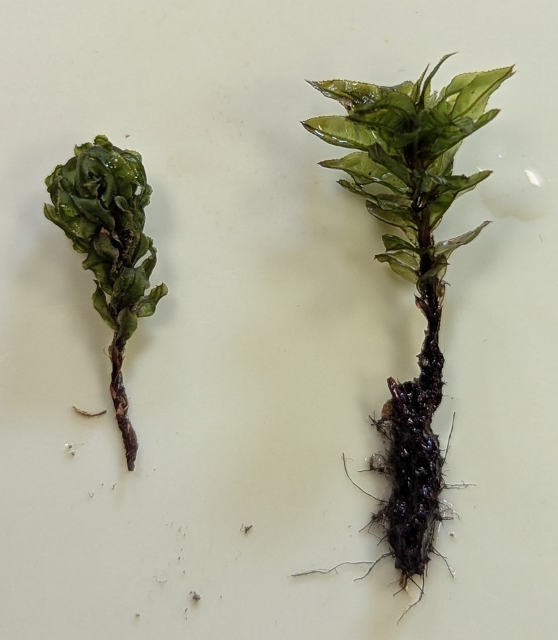 Spiny Calcareous Moss photo 7