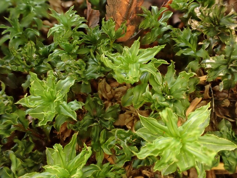 Spiny Calcareous Moss photo 8