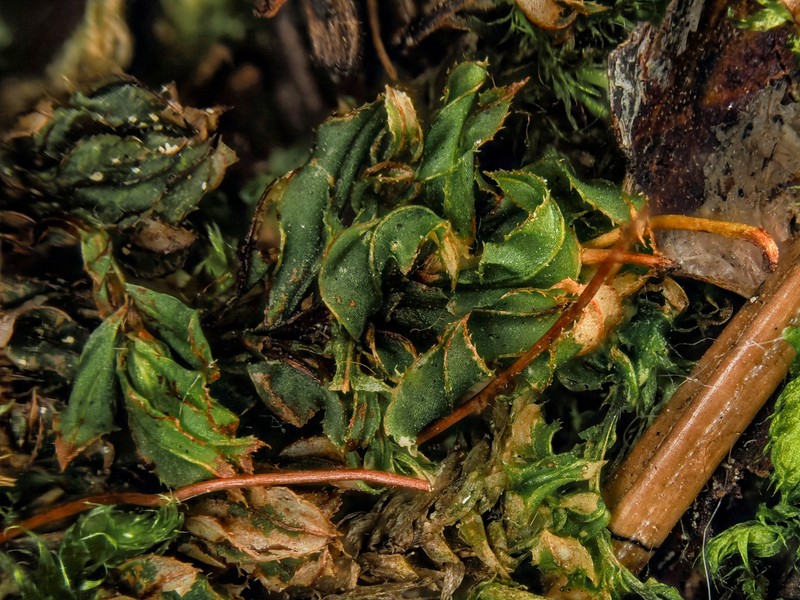 Largetooth Calcareous Moss