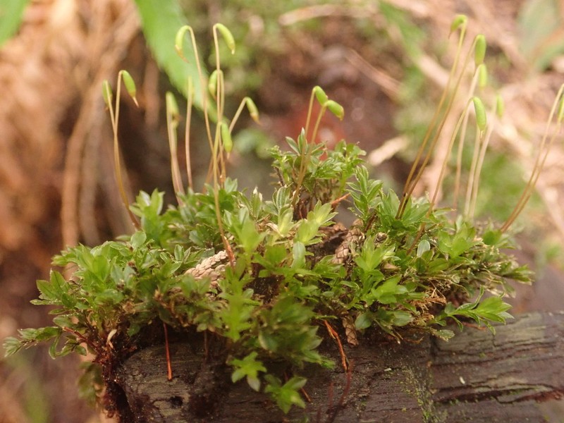 Largetooth Calcareous Moss photo 2