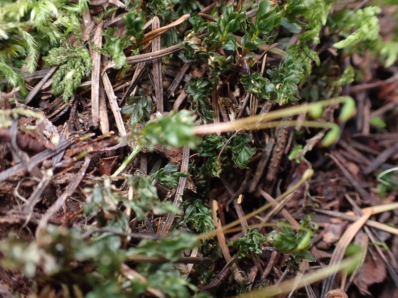 Largetooth Calcareous Moss photo 4