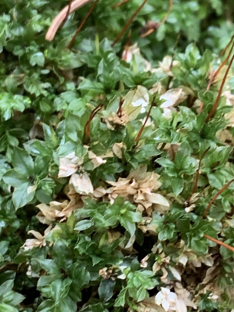 Largetooth Calcareous Moss photo 5