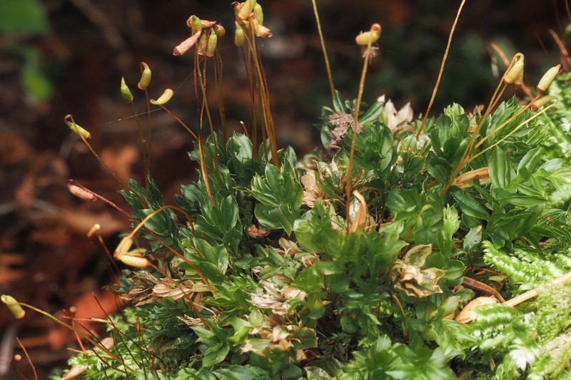 Largetooth Calcareous Moss photo 8