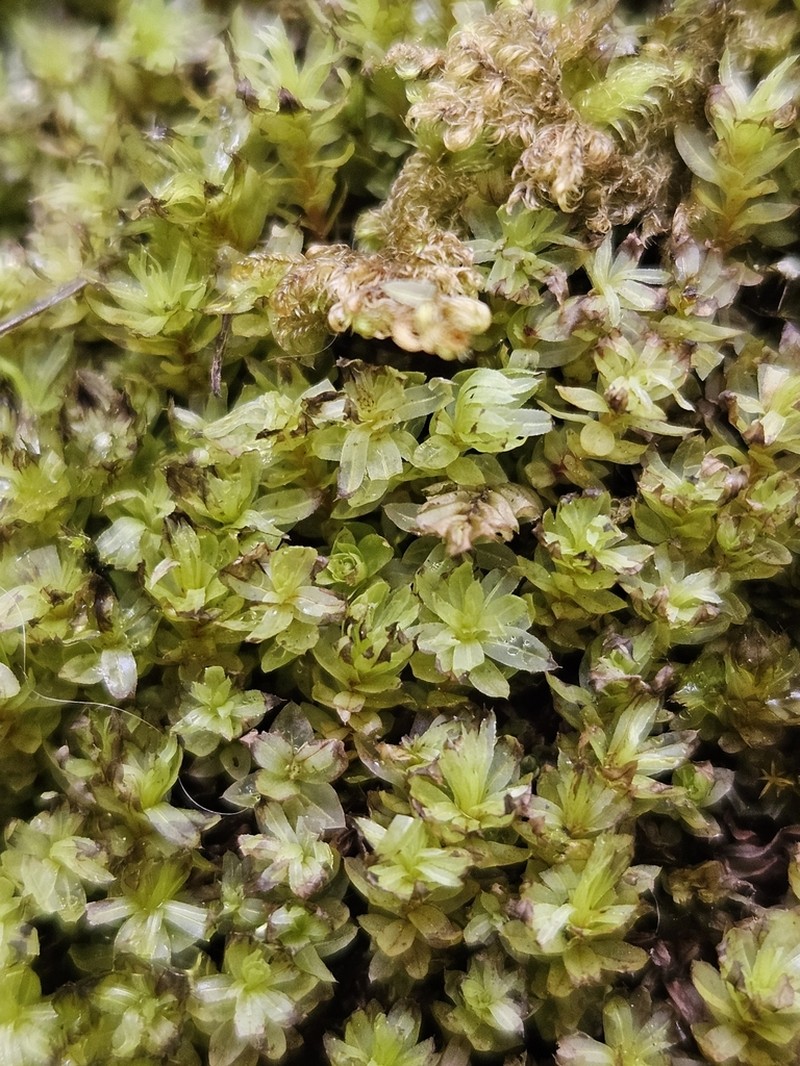Stellar Calcareous Moss photo 2