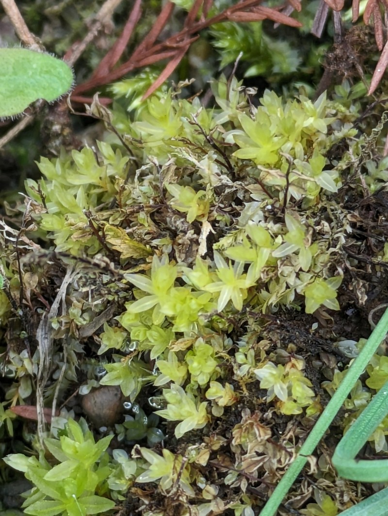 Stellar Calcareous Moss photo 3