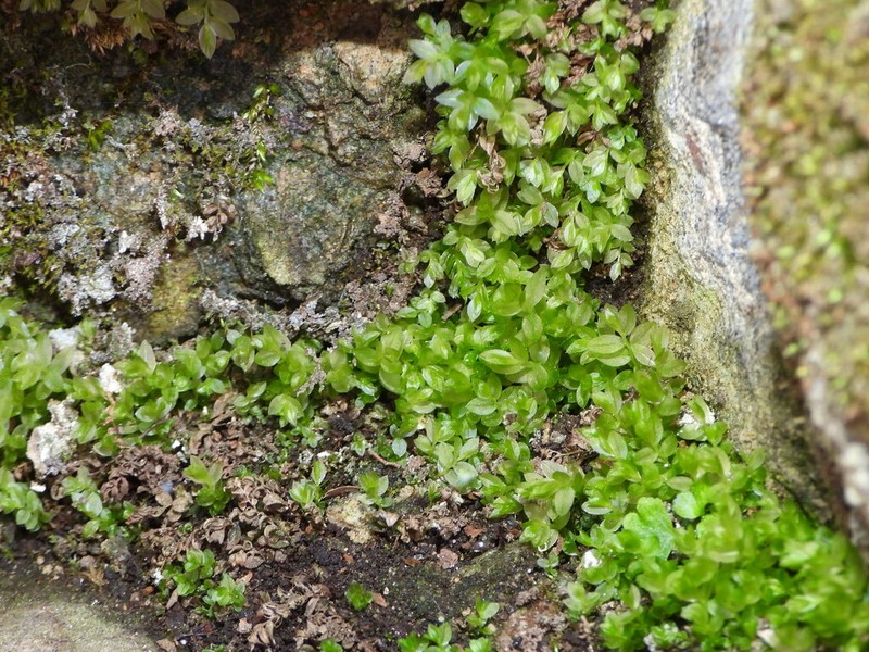 Stellar Calcareous Moss photo 4