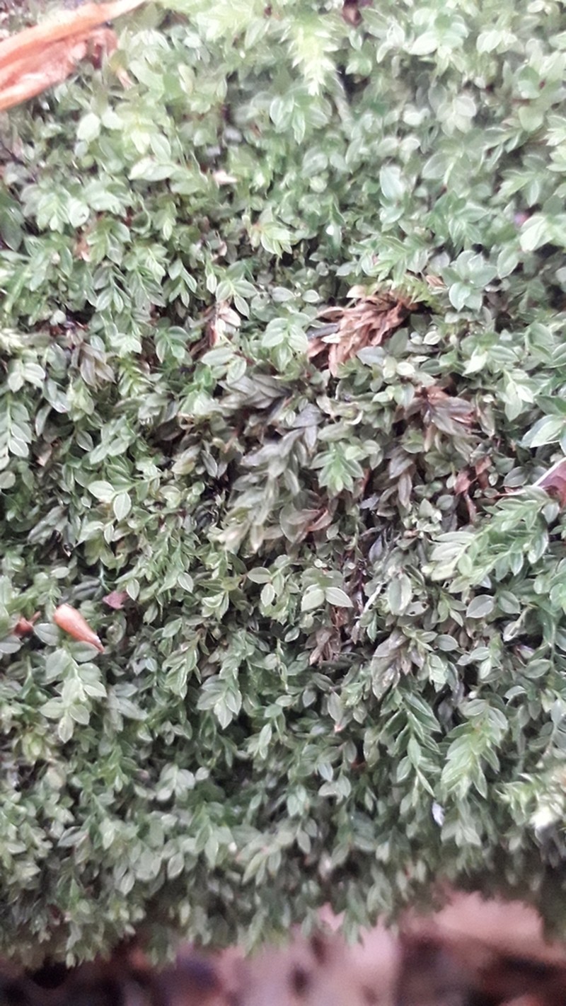 Stellar Calcareous Moss photo 5