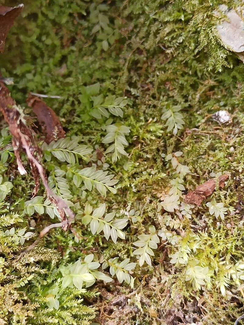 Stellar Calcareous Moss photo 6