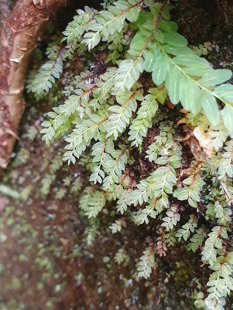 Stellar Calcareous Moss photo 7